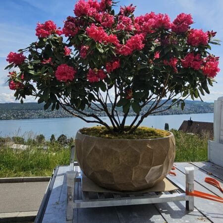 Rhododendron im iorea Gefäss