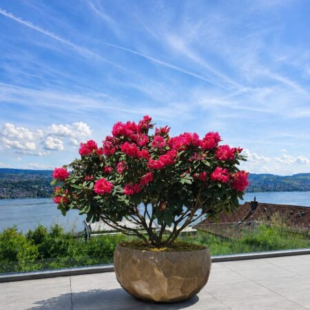 Rhododendron im iorea Gefäss